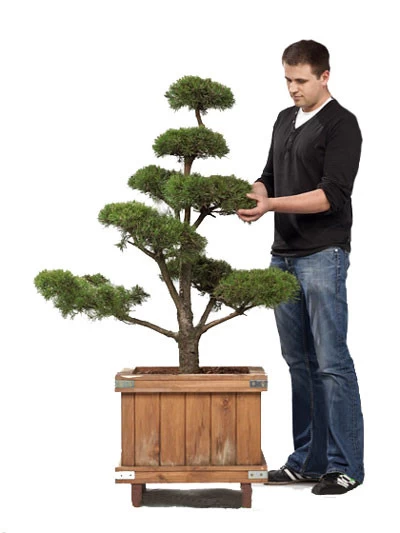 Pinus sylvestris - Bonsai, XXL-Produkt 3 Pinus sylvestris - Bonsai, XXL-Produkt