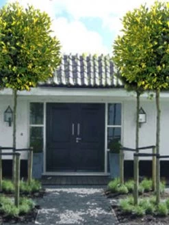 Platanus Hispanica 'Alphens Globe', Kugelplatane - Hochstamm -Gartenpflanzen platanus alphens globe 7683 79605 1 1280x1280