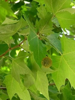 Platanus Hispanica 'Alphens Globe', Kugelplatane - Hochstamm -Gartenpflanzen platanus j08 76832 2 79605 2 1280x1280