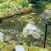 Pond Protector Von Velda (Art.Nr.Vel128020) 1 Pond Protector Von Velda (Art.Nr.Vel128020) -Gartenpflanzen pond protector 1 77877 0 1280x1280