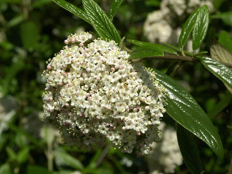 Viburnum 'Pragense', Prager Schneeball 3 Viburnum 'Pragense', Prager Schneeball