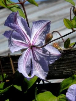 Clematis 'Prince Charles' -Gartenpflanzen prince charles bluete hinte 1280x1280