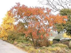 Prunus Subhirtella 'Autumnalis', Schneekirsche 9 Prunus Subhirtella 'Autumnalis', Schneekirsche -Gartenpflanzen prunus autumnalis 1280x1280