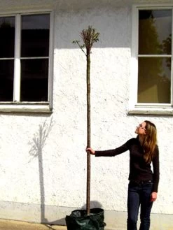 Prunus Fruticosa 'Globosa', Kugel-Kirsche - Hochstamm -Gartenpflanzen prunus globosa hochstamm 1280x1280