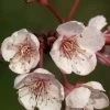 Prunus Cerasifera 'Hollywood' (Syn. Trailblazer) -Gartenpflanzen prunus hollywood 1280x1280