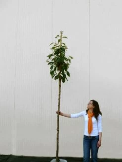 Prunus Serrulata 'Kanzan', Japanische Nelkenkirsche - Hochstamm -Gartenpflanzen prunus kanzan hochstamm 1280x1280