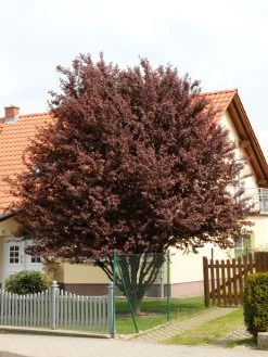 Prunus Cerasifera 'Nigra', Blutpflaume -Gartenpflanzen prunus nigra 1280x1280