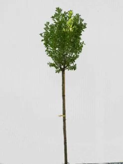 Prunus Padus 'Nana', Kugel-Traubenkirsche - Hochstamm -Gartenpflanzen prunus padus nana hochstamm 1280x1280