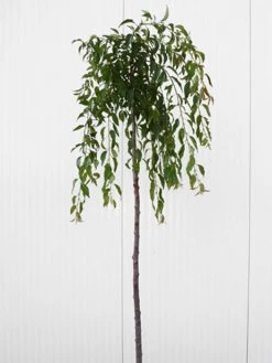 Prunus Serrulata 'Kiku-Shidare-Sakura', Japanische Hänge-Nelkenkirsche - Hochstamm -Gartenpflanzen prunus shidare zakura 1280x1280