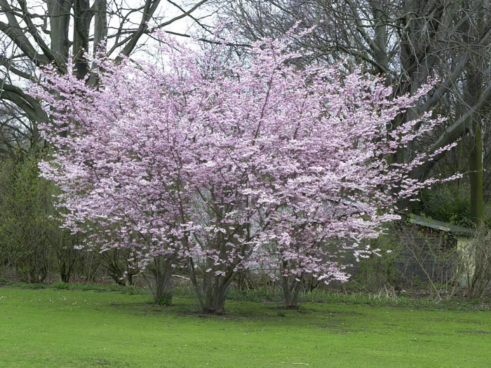 Prunus Subhirtella 'Autumnalis', Schneekirsche 4 Prunus Subhirtella 'Autumnalis', Schneekirsche – Bild 2