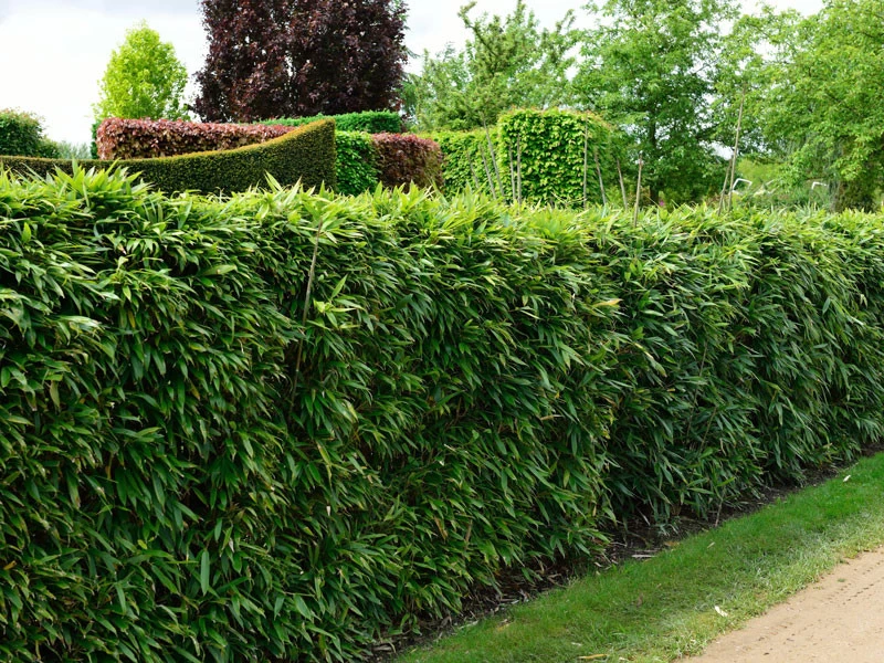 Pseudosasa Japonica, Pfeil-Bambus 3 Pseudosasa Japonica, Pfeil-Bambus