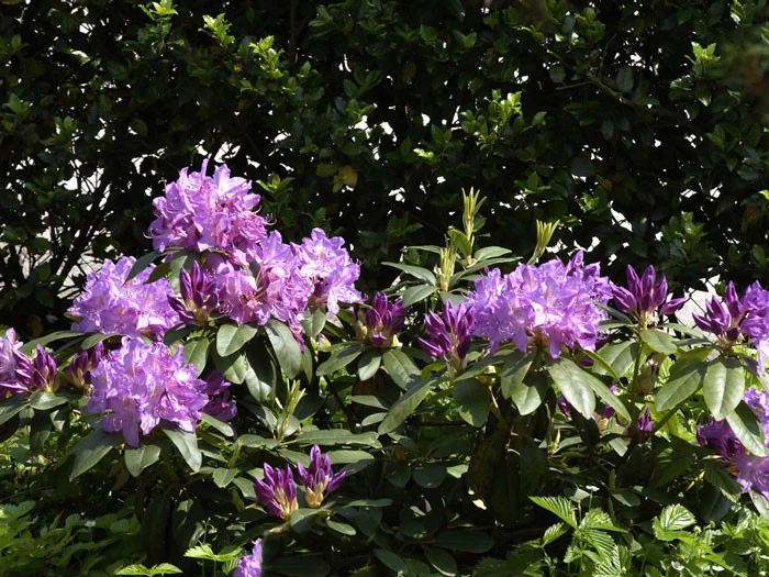 Rhododendron 'Purpureum Grandiflorum' 4 Rhododendron 'Purpureum Grandiflorum' – Bild 2