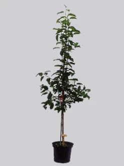 Pfirsich Revita (S) -Gartenpflanzen revita topf 1280x1280