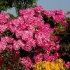 Rhododendron 'Anastasia' -Gartenpflanzen rhodo anastasia 1280x1280