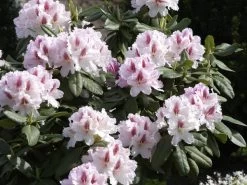 Rhododendron 'Progres' 8 Rhododendron 'Progres' -Gartenpflanzen rhodo progres 1280x1280