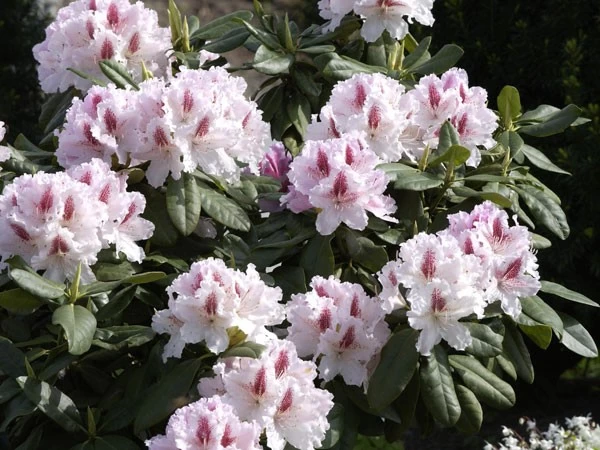 Rhododendron 'Progres' 5 Rhododendron 'Progres' – Bild 3