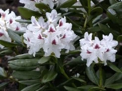 Rhododendron 'Schneeauge' -Gartenpflanzen rhodo schneeauge 1280x1280
