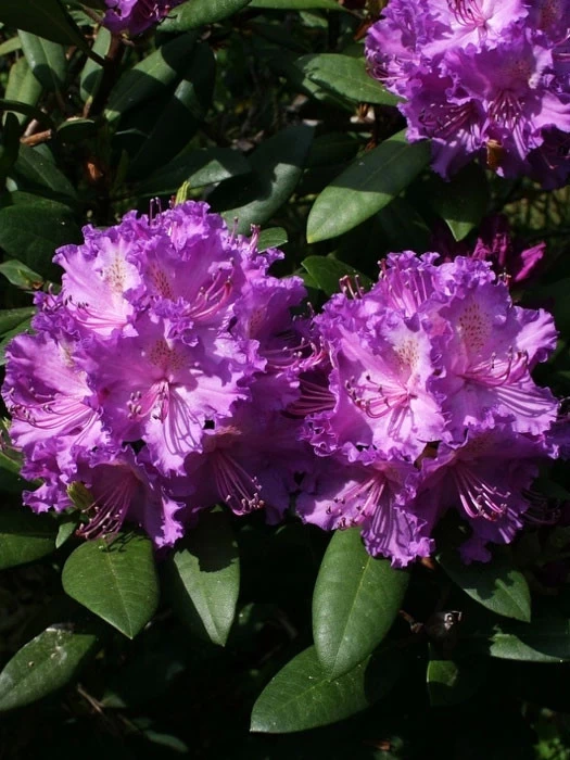 Rhododendron 'Alfred' 3 Rhododendron 'Alfred'