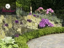 Rhododendron 'Bloombux®' -Gartenpflanzen rhododendron bloombux 1280x1280