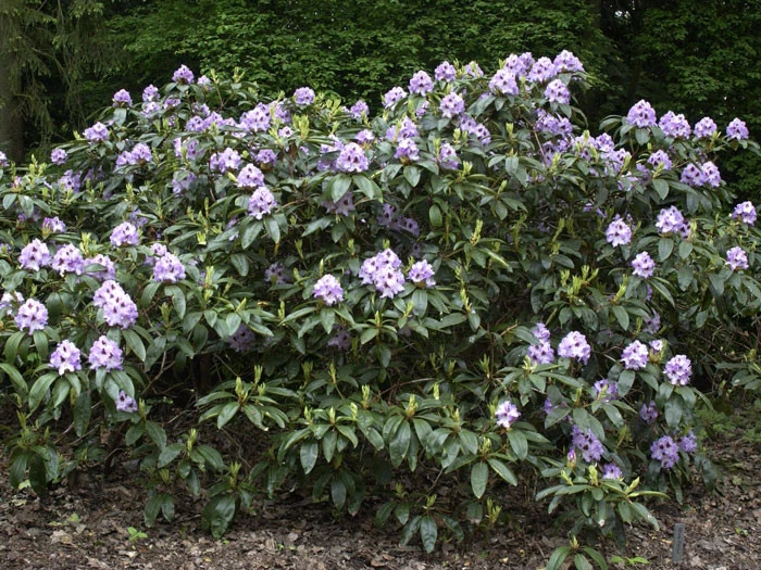 Rhododendron 'Blue Peter' 4 Rhododendron 'Blue Peter' – Bild 2