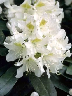 Rhododendron 'Cunningham's White' INKARHO®