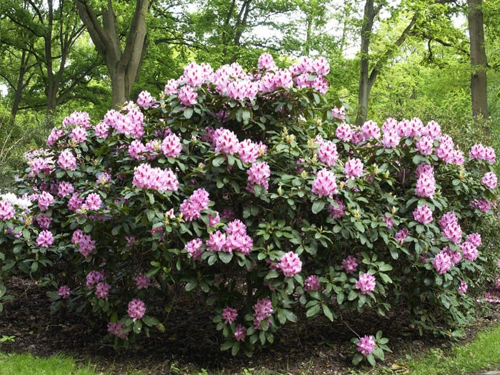 Rhododendron 'Furnivall's Daughter' 4 Rhododendron 'Furnivall's Daughter' – Bild 2
