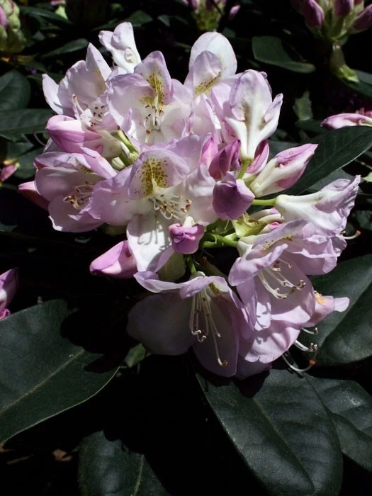 Rhododendron 'Gomer Waterer' INKARHO® 3 Rhododendron 'Gomer Waterer' INKARHO®