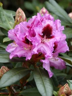 Rhododendron 'Kabarett' INKARHO®