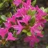 Rhododendron Obtusum 'Kermesina', Wintergrüne Japanische Gartenazalee -Gartenpflanzen rhododendron kermesina 1280x1280