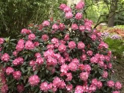 Rhododendron Yakushimanum 'Marlis' -Gartenpflanzen rhododendron marlis 1280x1280