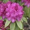 Rhododendron 'Old Port' -Gartenpflanzen rhododendron old port 1280x1280