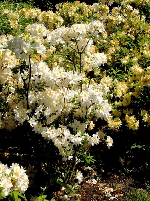 Rhododendron Luteum 'Persil', Sommergrüne Japanische Gartenazalee 4 Rhododendron Luteum 'Persil', Sommergrüne Japanische Gartenazalee – Bild 2