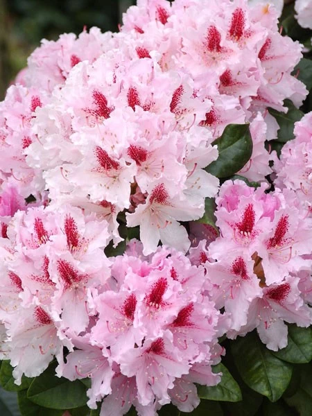 Rhododendron 'Progres' 3 Rhododendron 'Progres'