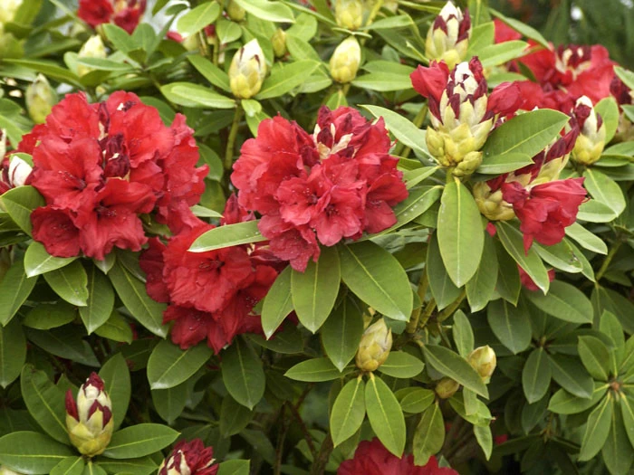 Rhododendron 'Red Jack' 4 Rhododendron 'Red Jack' – Bild 2
