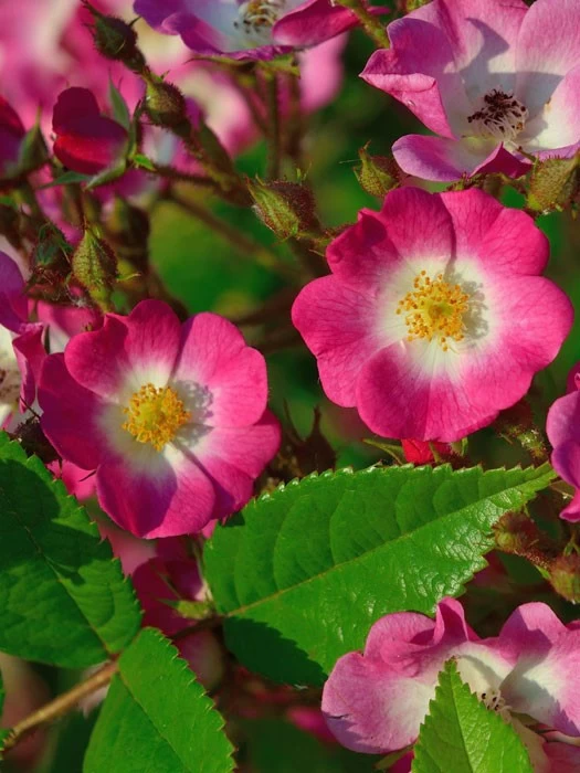 Rose Mozart ® - Lambert 3 Rose Mozart ® - Lambert