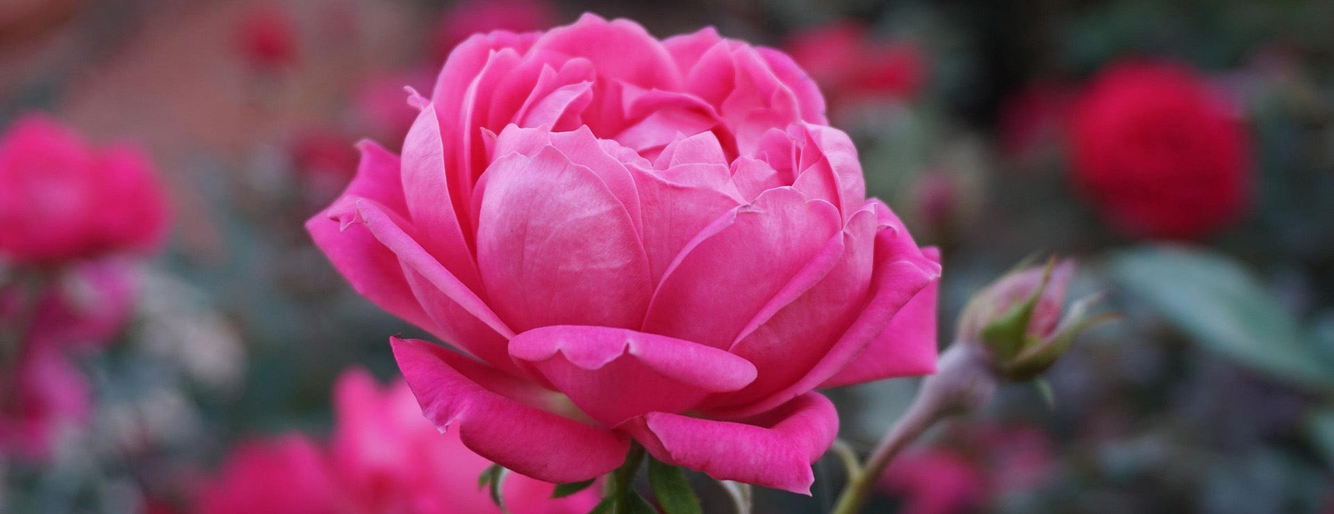 Titelseite 2 Titelseite -Gartenpflanzen rose 1039817 1920