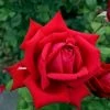 Rosen-Stämmchen Burgund 81 ® - Kordes -Gartenpflanzen rose burgund 81555995b008274 1280x1280