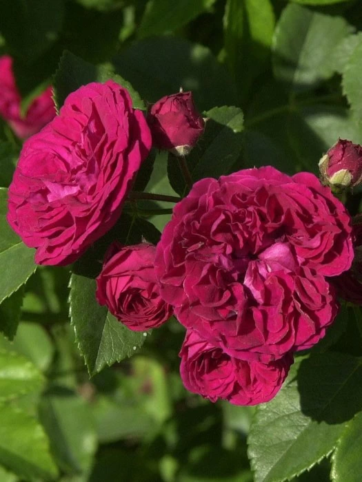 Rose Chevy Chase ® - Paul 3 Rose Chevy Chase ® - Paul