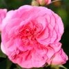 Rose Gertrude Jekyll ® - Austin -Gartenpflanzen rose gertrude jekyll555996009cb66 1280x1280