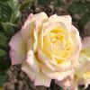 Rosen-Stämmchen Gloria Dei ® - Meilland -Gartenpflanzen rose gloria dei555995b16c7e3 1280x1280