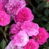 Rosen-Stämmchen Knirps ® Kordes -Gartenpflanzen rose knirps5559972ed9eaa 1280x1280