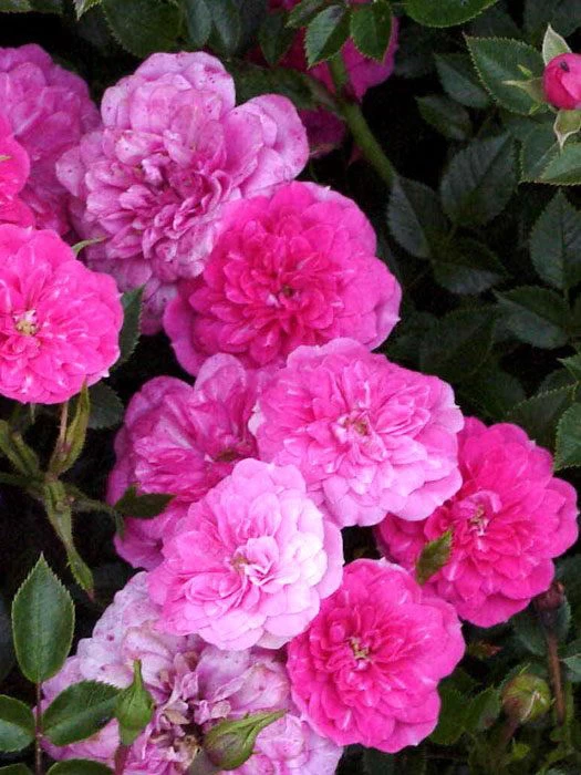 Rosen-Stämmchen Knirps ® Kordes 3 Rosen-Stämmchen Knirps ® Kordes