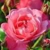 Rose Mein Schöner Garten ® - Kordes 1 Rose Mein Schöner Garten ® - Kordes -Gartenpflanzen rose mein schoener garten55599697eb001 1280x1280
