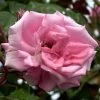 Rose Ramira ® - Kordes 1 Rose Ramira ® - Kordes -Gartenpflanzen rose ramira555996274cefe5d1eef88edb76 1280x1280