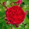 Rosen-Stämmchen Red Leonardo Da Vinci ® - Meilland -Gartenpflanzen rose red leonardo da vinci 1280x1280