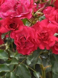 Rosen-Stämmchen Rotilia ® - Kordes