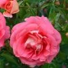 Rose Sommersonne ® - Kordes -Gartenpflanzen rose sommersonne 1280x1280