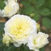 Rose The Pilgrim ® - Austin -Gartenpflanzen rose the pilgrim5559960849038 1280x1280