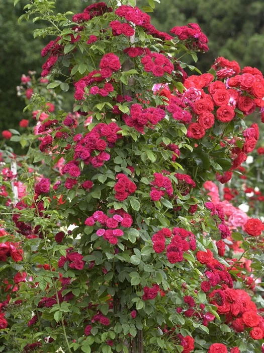 Rose Chevy Chase ® - Paul 4 Rose Chevy Chase ® - Paul – Bild 2