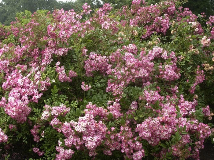 Rose Mozart ® - Lambert 4 Rose Mozart ® - Lambert – Bild 2